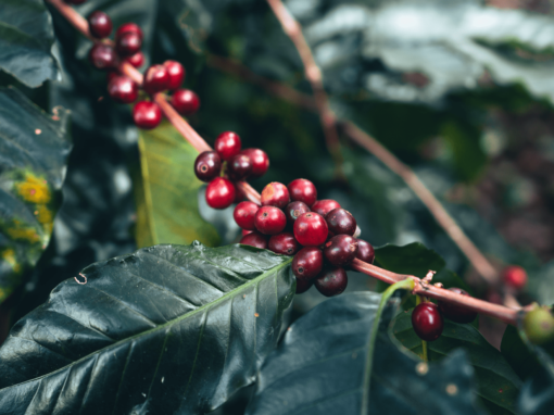 17 Buenas Practicas para la Producción de Café